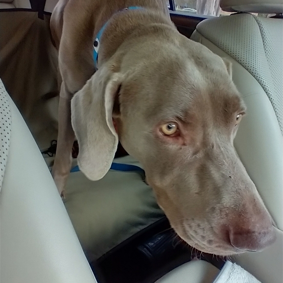 SEAGRASS SILK BEADED HANDMADE DRESS NWT - Picture 14 of 15